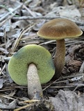 Boletellus chrysenteroides image