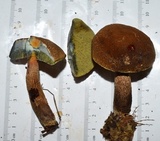 Boletellus chrysenteroides image