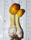 Amanita banningiana image