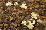 Lactarius pallidus image