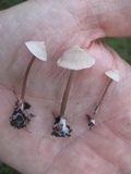 Entoloma conicum image