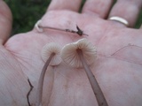 Entoloma conicum image