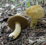 Boletus durhamensis image