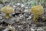 Boletus durhamensis image