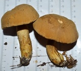 Boletus durhamensis image