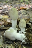 Amanita spreta image