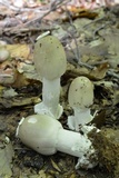 Amanita spreta image