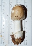 Amanita spreta image