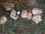 Hebeloma crustuliniforme image