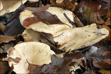 Lactarius pallidus image