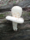 Lactarius piperatus image