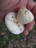 Lactarius piperatus image