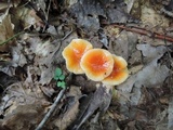 Hygrocybe laeta var. laeta image