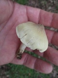 Marasmius nigrodiscus image