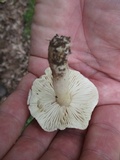 Marasmius nigrodiscus image
