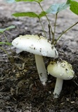 Amanita russuloides image