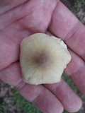 Marasmius nigrodiscus image