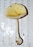 Amanita russuloides image