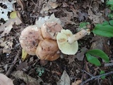 Tricholoma fulvum image
