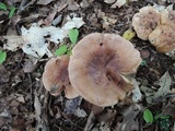 Tricholoma fulvum image