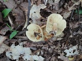 Tricholoma fulvum image