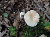 Lactarius subvernalis image