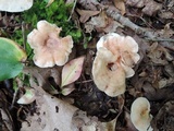 Lactarius subvernalis var. subvernalis image