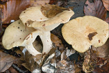 Lactarius pallidus image