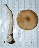 Amanita sinicoflava image