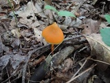 Entoloma quadratum image