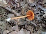 Entoloma quadratum image