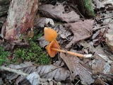 Entoloma quadratum image