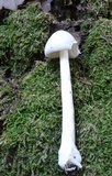 Amanita sect. Vaginatae image