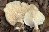 Lactarius pallidus image