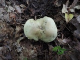 Tricholoma palustre image