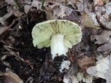 Tricholoma palustre image