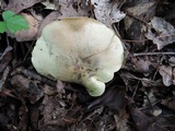 Tricholoma palustre image