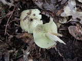 Tricholoma palustre image