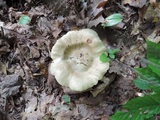Tricholoma palustre image