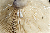 Lactarius pallidus image