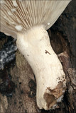 Lactarius pallidus image
