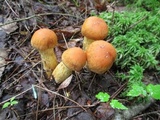 Cortinarius limonius image