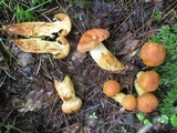 Cortinarius limonius image