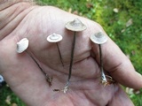Entoloma conicum image