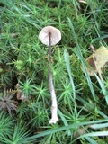 Entoloma conicum image
