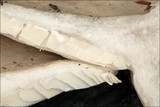 Lactarius pallidus image