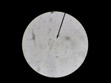 Entoloma conicum image