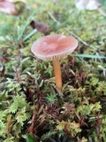 Hygrocybe laeta var. laeta image