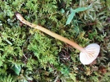 Hygrocybe laeta var. laeta image