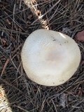 Agaricus didymus image